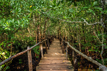 Jozani National Park, Zanzibar - Mangrove forest and bridge