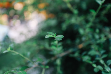 colorful nature in Thailand