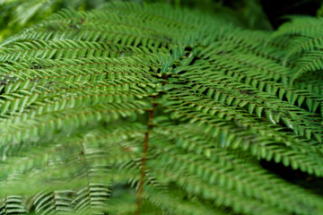 Green leaves texture. Fresh spring tropical leaves background