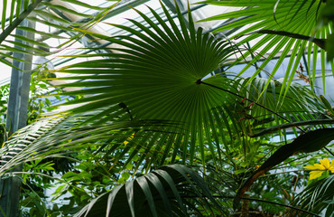 Fototapeta premium Green leaves texture. Fresh spring tropical leaves background
