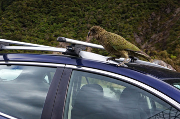 Nestor Kea parrot lives in forest mountain area in south island in New Zealand