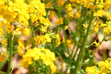 菜の花とハチ12