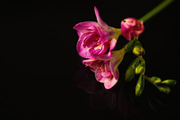 Fototapeta na wymiar Beautiful freesia flower on dark background