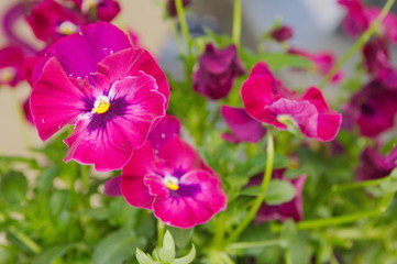 Close up of blue pansy flowers or pansies blooming in the garden. Close-up of blooming Spring...