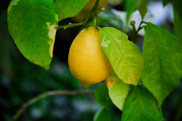 Juicy fruit of wild lemon on a tree in a city park