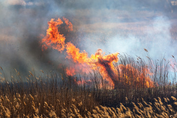 Raging forest spring fires. Burning dry grass, reed along lake. Grass is burning in meadow. Ecological catastrophy. Fire and smoke destroy all life. Firefighters extinguish Big fire. Lot of smoke