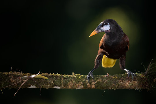 Montezuma Oropendola (Psarocolius montezuma)