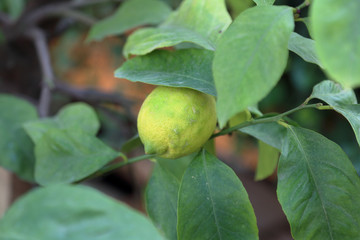Juicy fruit of wild lemon on a tree in a city park