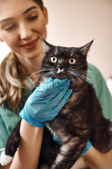 Scared eyes. A woman vet in work uniform and protective gloves is holding a big black and fluffy...