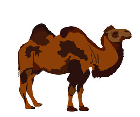 Standing Bactrian camel vector isolated on white. Camel  vector illustration. (Camelus bactrianus)