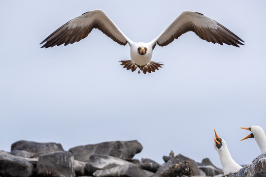 Nazca booby (Sula granti)