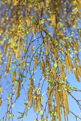 Close up birch tree with full of pollen and deep blue sky in early spring