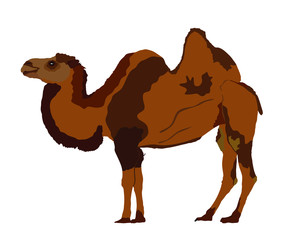 Standing Bactrian camel vector isolated on white. Camel  vector illustration. (Camelus bactrianus)