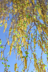 Close up birch tree with full of pollen and deep blue sky in early spring