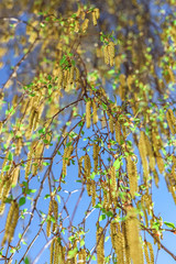 Close up birch tree with full of pollen and deep blue sky in early spring