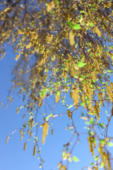 Close up birch tree with full of pollen and deep blue sky in early spring