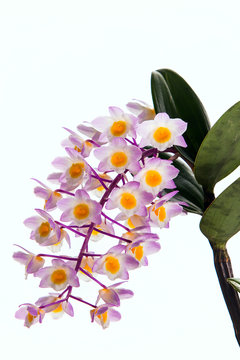 Dendrobium amabile