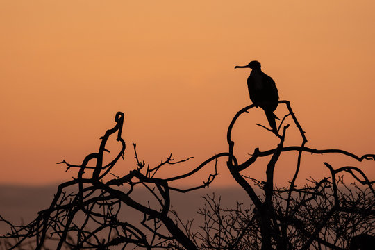 Silhouette of a Magnificent frigatebird.(Fregata magnificens)