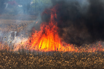 Raging forest spring fires. Burning dry grass, reed along lake. Grass is burning in meadow. Ecological catastrophy. Fire and smoke destroy all life. Firefighters extinguish Big fire. Lot of smoke