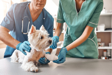 Wir sind immer für Sie da. Ein Team von zwei Tierärzten in Arbeitsuniform, die eine Pfote eines kleinen Hundes verbinden, der in der Tierklinik auf dem Tisch liegt.