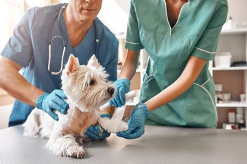 Abwaschbare Fototapete Tierärzte Wir sind immer für Sie da. Ein Team von zwei Tierärzten in Arbeitsuniform, die eine Pfote eines kleinen Hundes verbinden, der in der Tierklinik auf dem Tisch liegt.