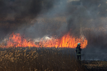 Raging forest spring fires. Burning dry grass, reed along lake. Grass is burning in meadow. Ecological catastrophy. Fire and smoke destroy all life. Firefighters extinguish Big fire. Lot of smoke