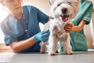 Such a cute patient. A team of two professional veterinarians inspecting the health of a small, obedient dog standing on the table in veterinary clinic - obrazy, fototapety, plakaty