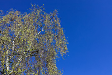 birch tree with full of pollen and deep blue sky in early spring