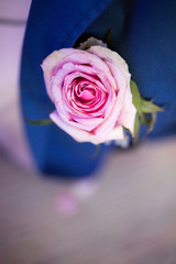 Fototapeta na wymiar pink rose 