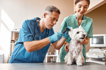 Do you hear me well? A middle-aged vet checking dog's ears while his young female assistant is holding a patient and smiling. Vet clinic. Pet care concept - obrazy, fototapety, plakaty