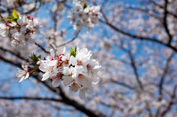 桜祭り