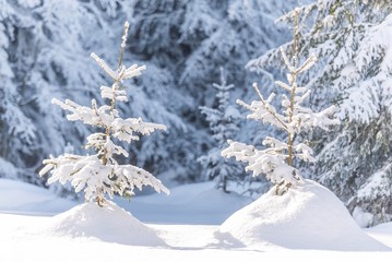 snow fir trees. pine tree covered with snow