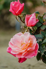 Close up shot of a red rose blossom