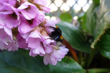 Frühling - Blumen - Knospen - Sonne