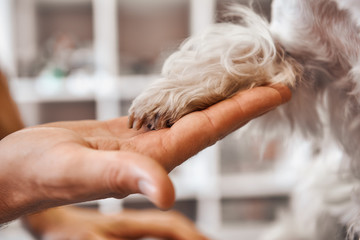 Nice to meet you, buddy! Close up of vet hand holding dog's paw at veterinary clinic. Pet care concept - obrazy, fototapety, plakaty