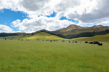 Fototapeta premium Landscape scenery in south New Zealand