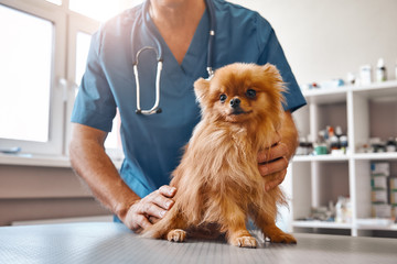 Cute patient. Male vet in work uniform holding little beautiful dog which is sitting on the table and looking at camera at veterinary clinic - obrazy, fototapety, plakaty