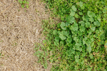 Close up shot of common mallow leaves on the ground