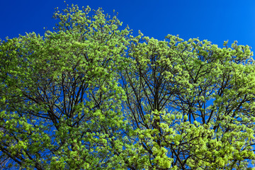 Fototapeta na wymiar tree with young green leaves and blue sky