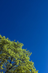 Obraz premium tree with young green leaves and blue sky