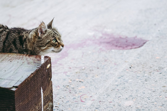 Chat tigr&eacute; rodant dans un port
