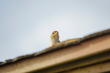 Close up shot of Field Sparrow's head