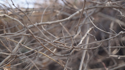 View of dried stems