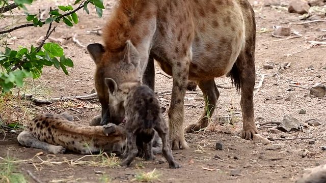 from hyaenas life,Letaba area of Kruger national park