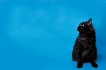 Portrait of a black cat with a blue background