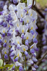 wisteria trellis. great views creepers flowers spring, light purple, wysteria, © zilber42