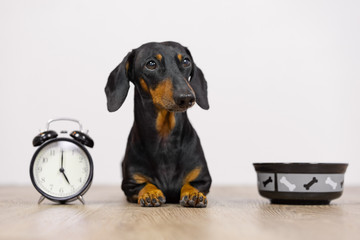 Black and tan dog breed dachshund sit at the floor with a bowl and alarm clock, cute small muzzle look at his owner and wait for food.  Live with schedule, time to eat.