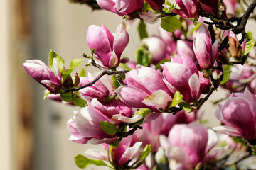 Fototapeta na wymiar Pink Magnolia Flowers in Magnolia Tree