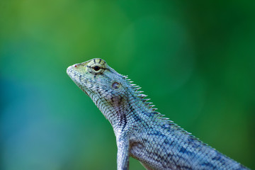 lizard
