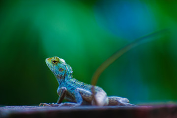 lizard on rock